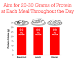 Protein Throughout the Day