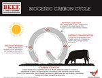 biogenic carbon cycle