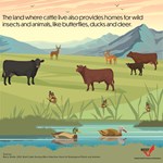 Cattle and Wildlife