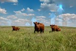 Cattle on ranch with bar graph graphic in background