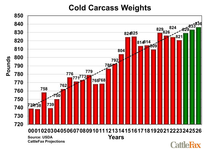 U.S. Cattle Average Carcass Weights 2024