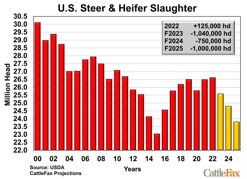 U.S. Cattle Harvest Numbers 2024