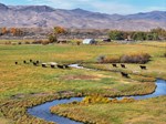 ranch-ellis-id
