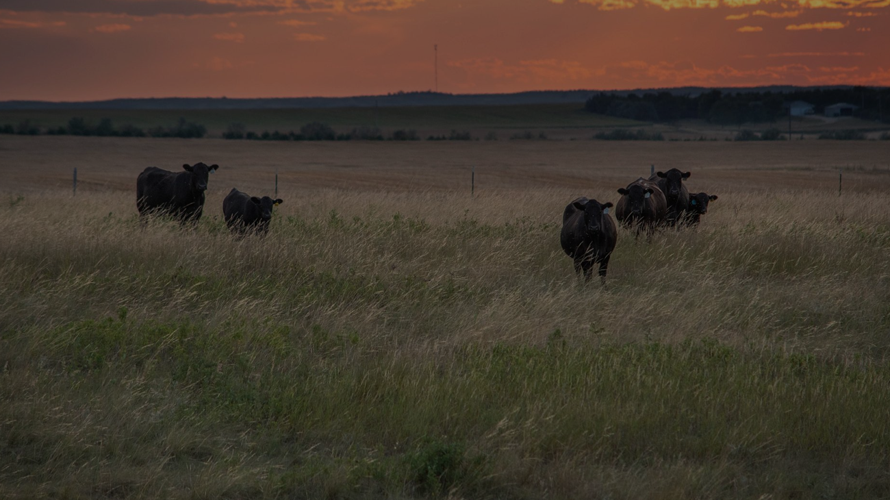 sunset pasture