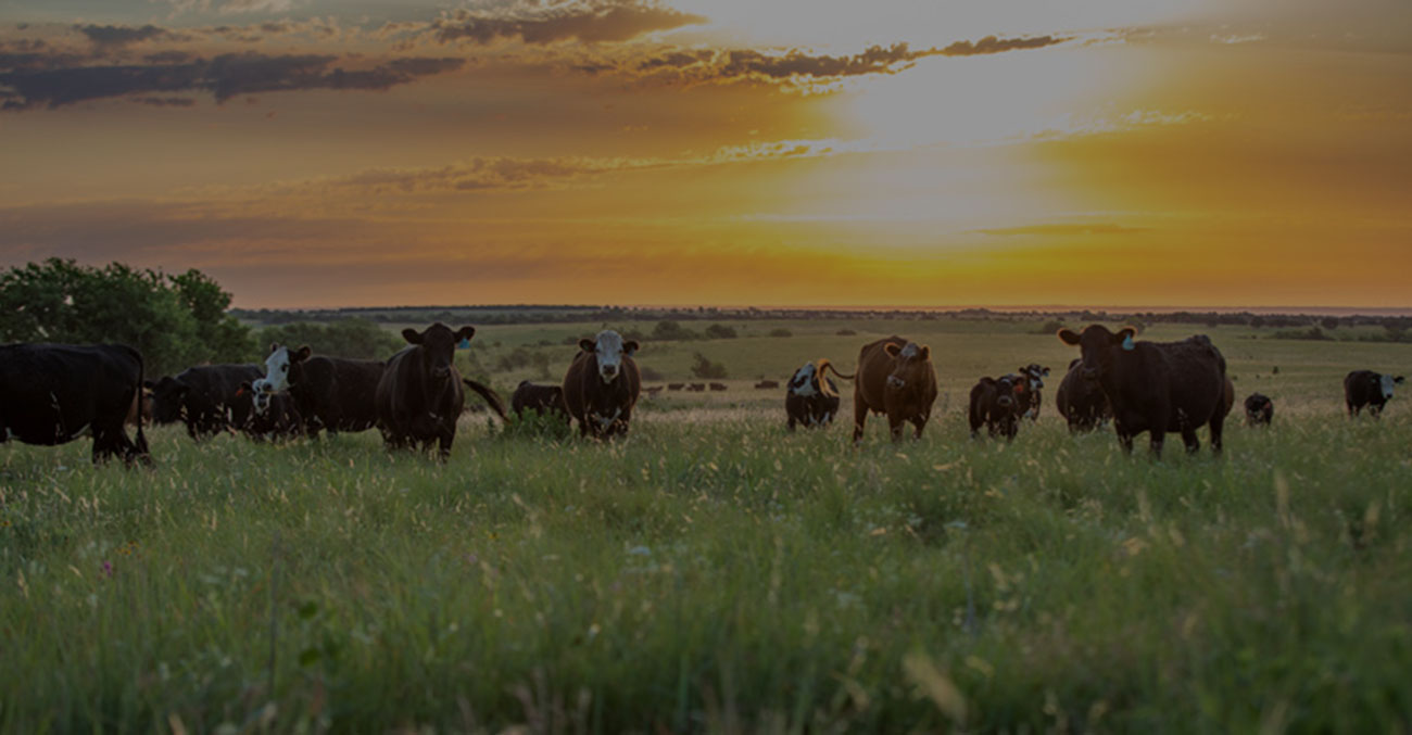 Rethink the Ranch homepage