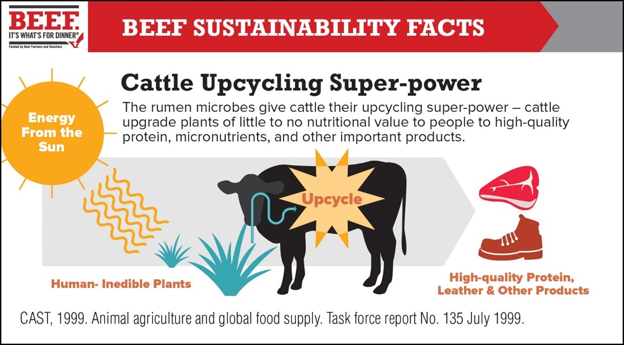 Beef In A Sustainable Diet